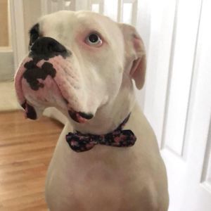 Meet your Posher, Ralphington